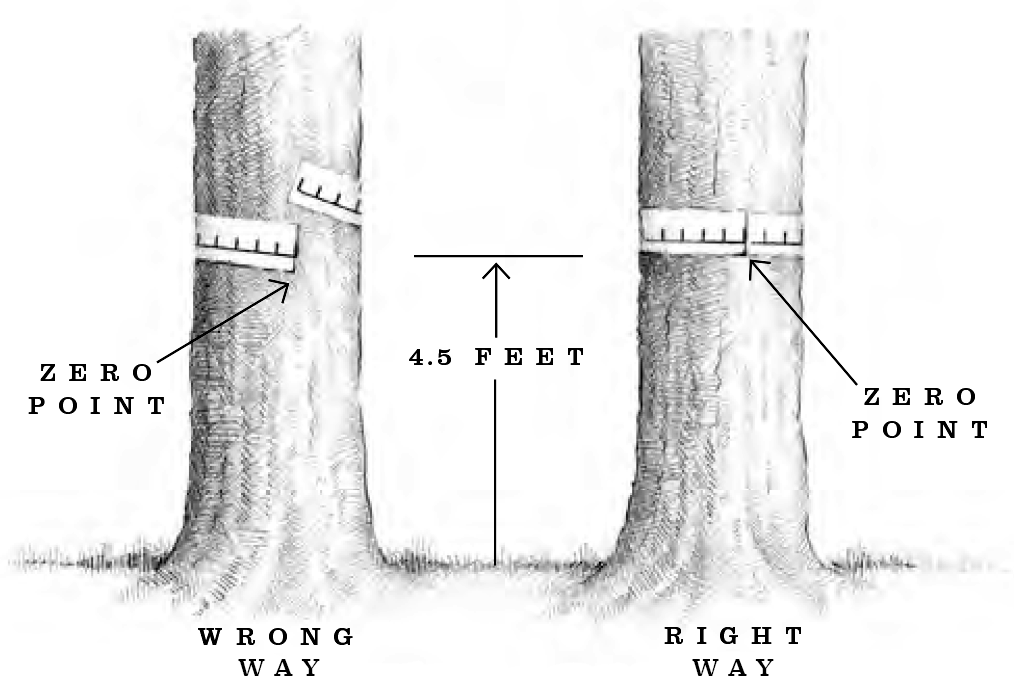 Diagram showing how to measure a tree circumference with a tape measure 4.5 feet from the ground. 