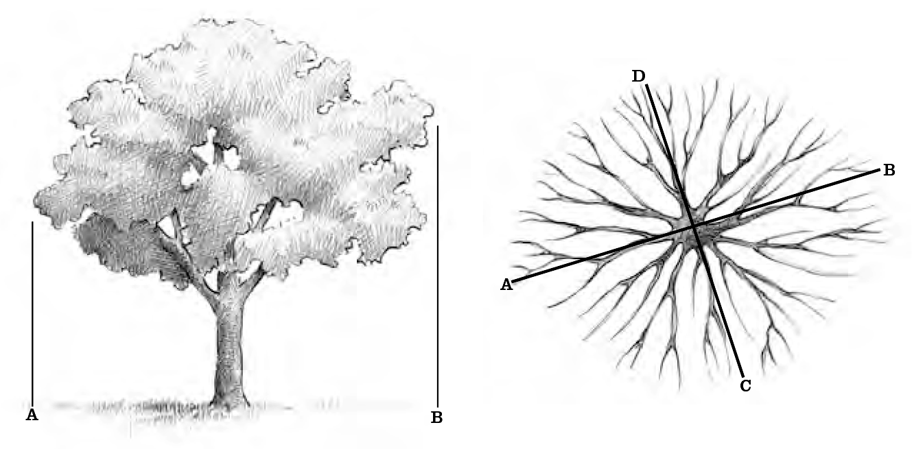 Diagram showing how to measure the crown spread of a tree.