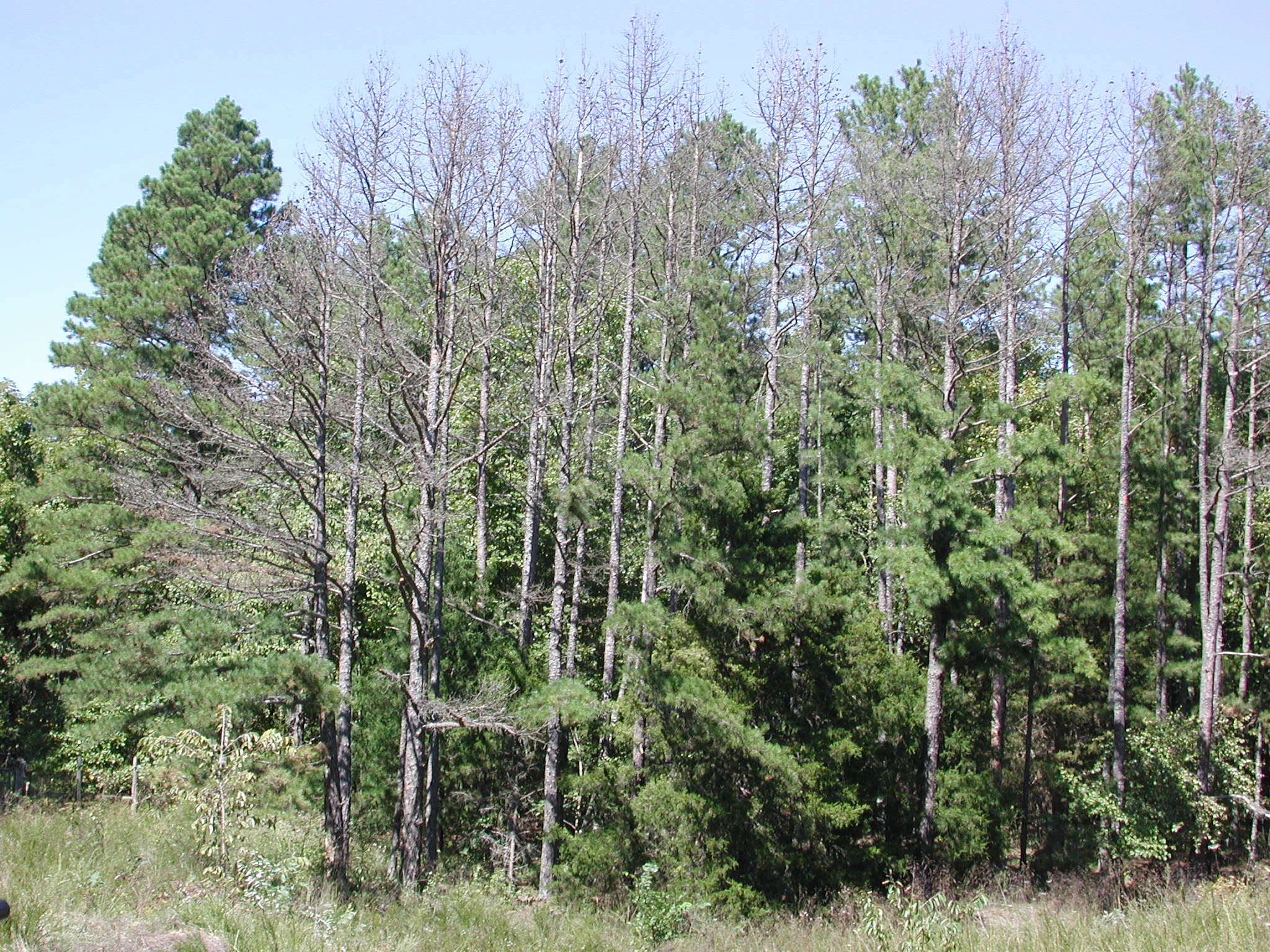 Stand of shortleaf pines where some trees have no needles