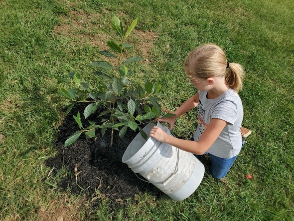 girl watering tree
