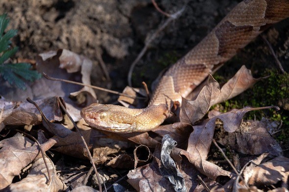 Copperhead snake in leaves