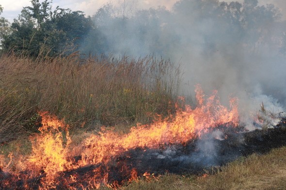 Field on fire for prescribed burn
