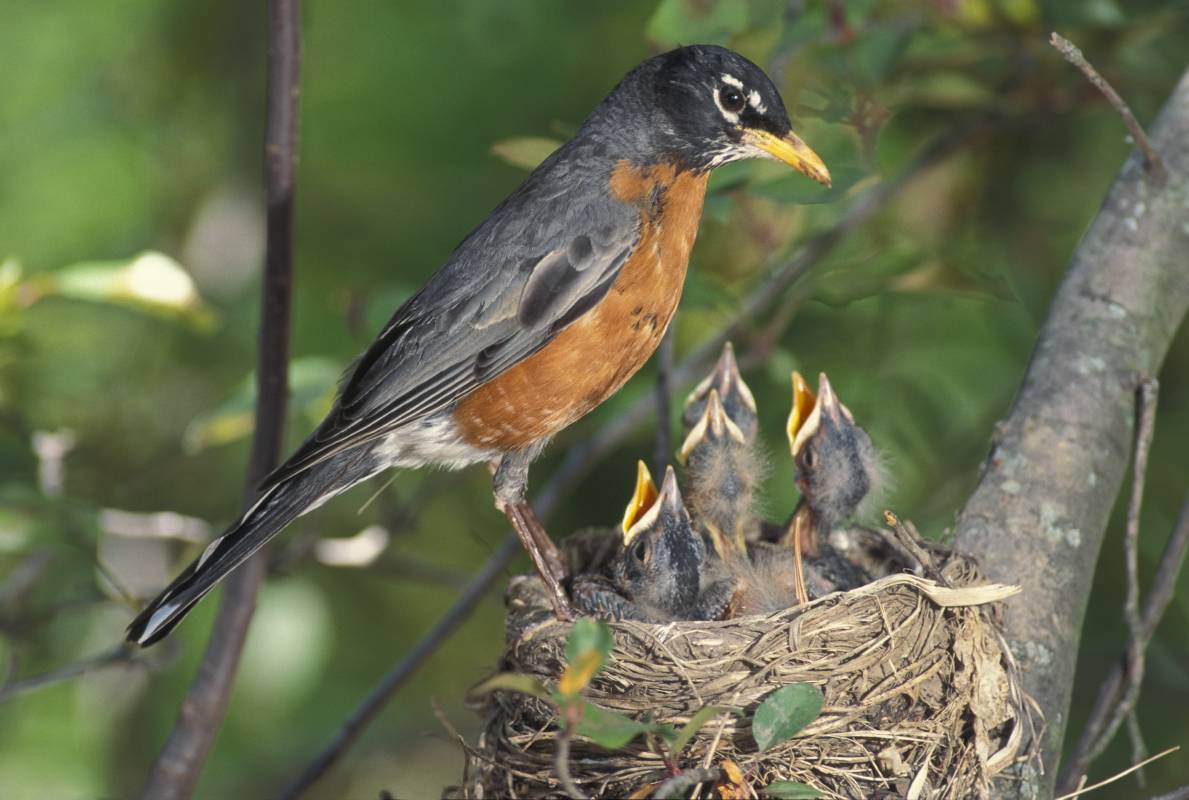 An American robin tends to three young chicks in the nest