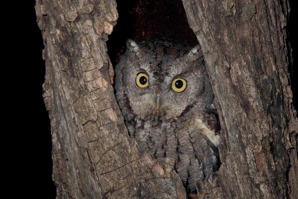 Eastern screech owl in tree trunk