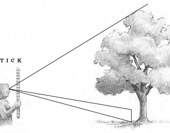 Diagram showing how to measure the height of a tree using a marker and yardstick.