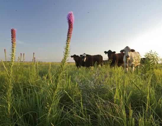 Cattle grazing near warm season grasses