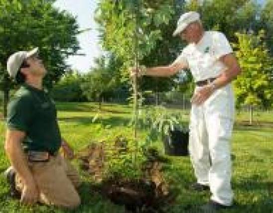 two men planting tree