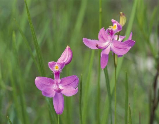 Two grass pink orchid flowers 
