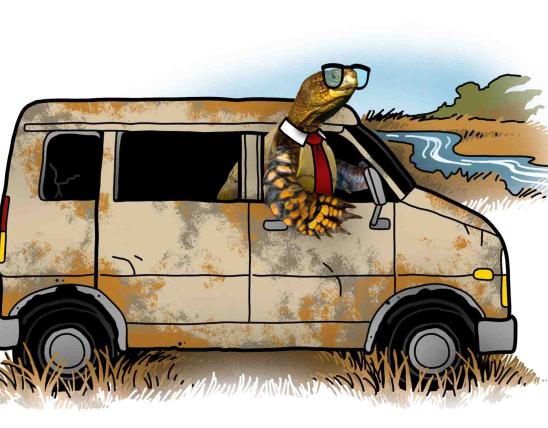 Turtle in a van