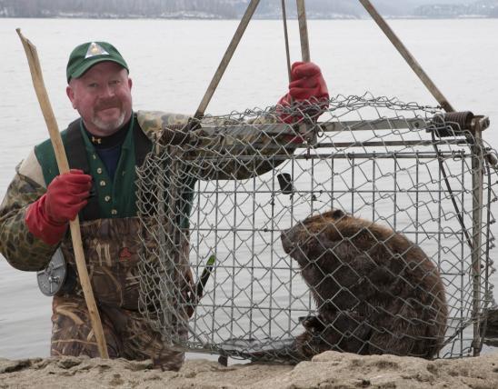 Jim Brathwaite with a trapped beaver in a cage.