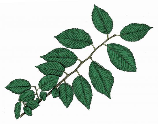 Illustration of Siberian elm leaves and twigs.