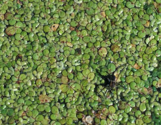 Photo of duckweed and a spotted fishing spider on the water surface