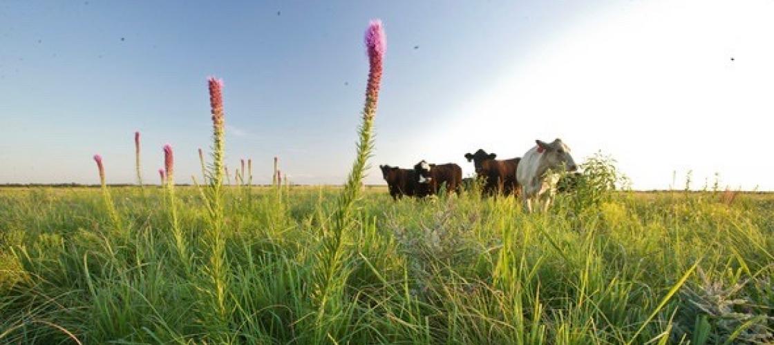 Four cattle grazing in pasture with native grasses and blazing star flowers