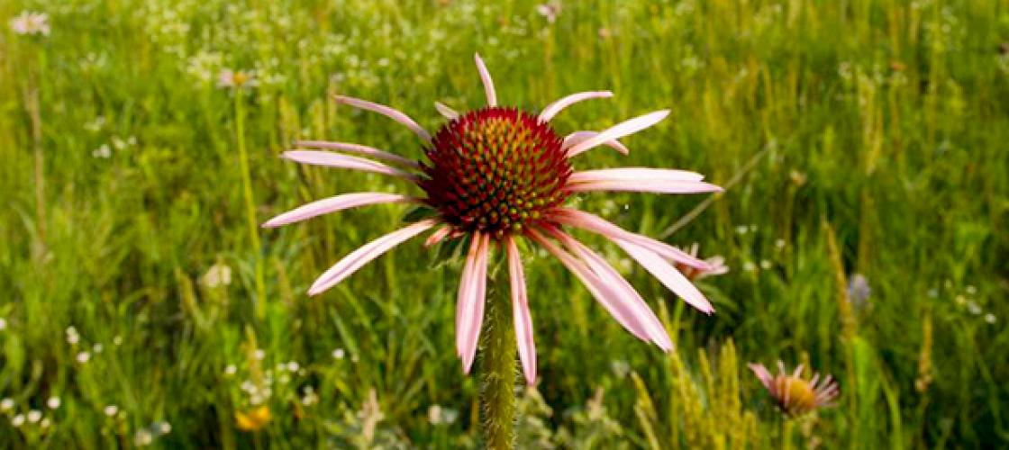 Niawatha Prairie flower