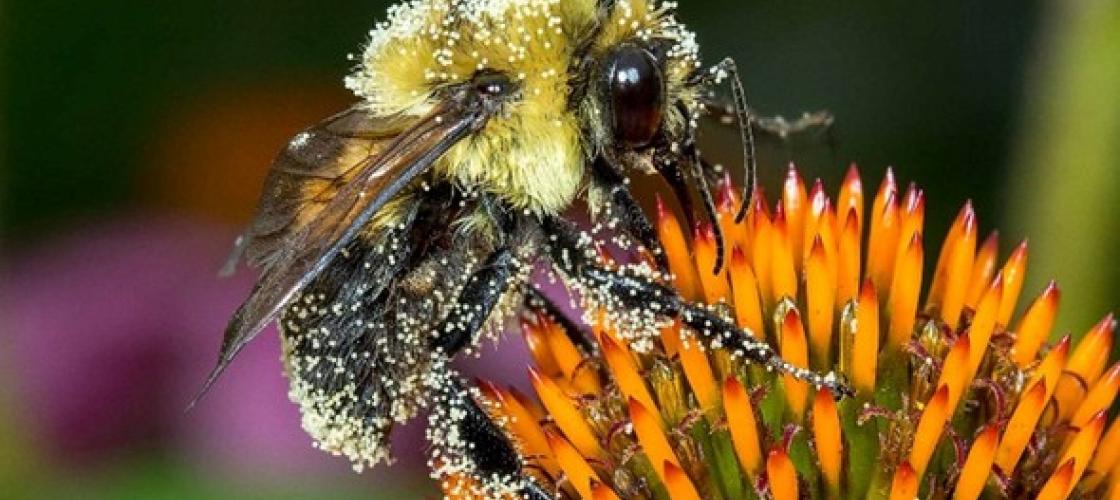 brown-belted bumblebee