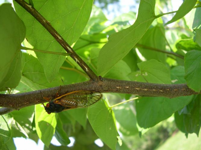 A female periodical cicada cutting slits along a tree branch