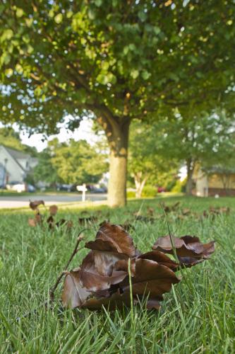 A branch with withered brown leaves lays on a lawn in front of an tree