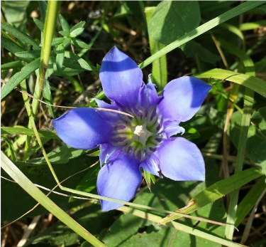 Purple flower with five petals