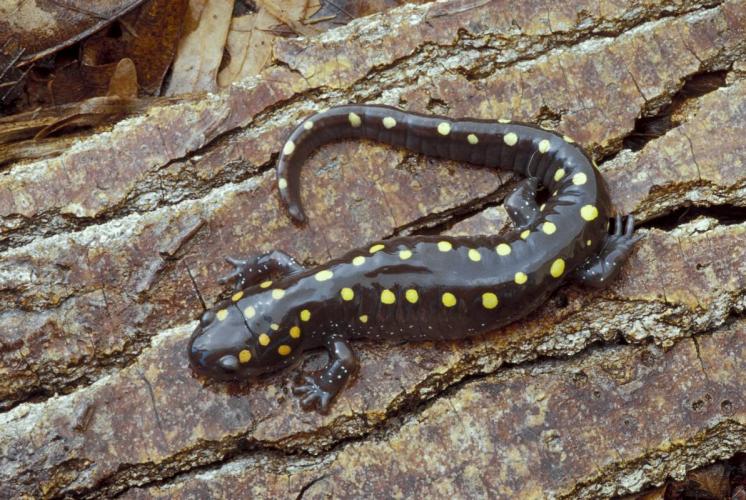 Spotted salamander on tree bark