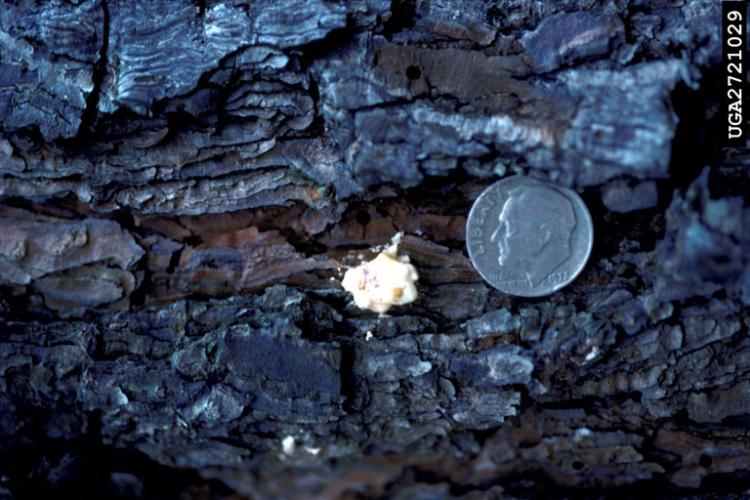 White pitch tube on tree bark, with dime for size comparison. 