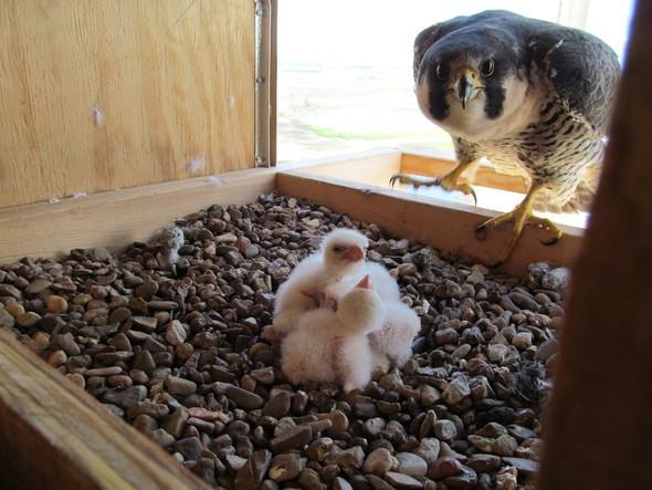 Peregrine falcon and chicks in nesting box