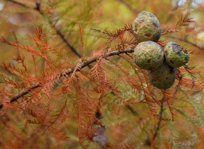 Bald cypress leaves and cones in fall color