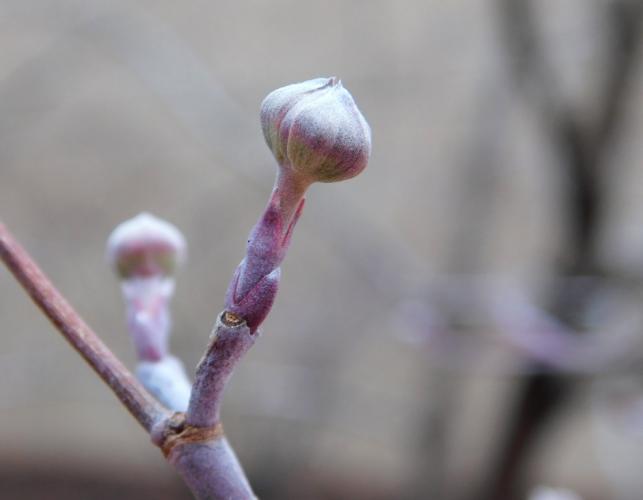 Flowering dogwood flower bud and twig in winter