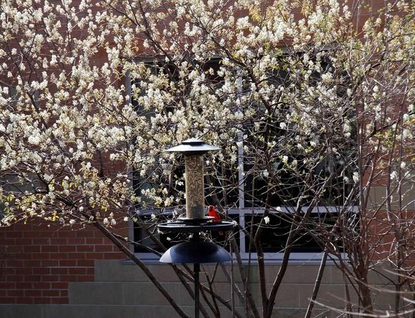 Serviceberry tree in background with cardinal visiting birdfeeder