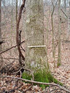 A trunk of a bur oak in a woods in winter. 