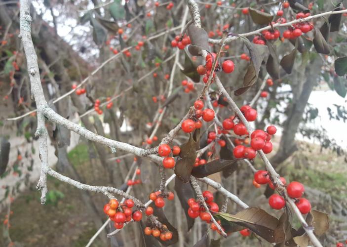 Photo of deciduous holly branches with red berries and shriveled leaves