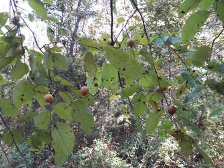 Photo of persimmon branch with ripening fruits.