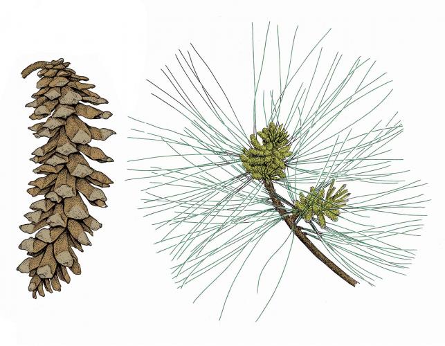 Illustration of eastern white pine needles, twig, cone.