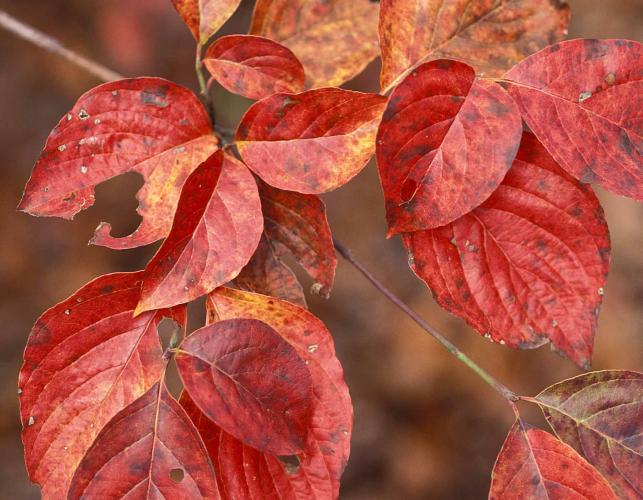 Closeup of flowering dogwood leaves in fall color