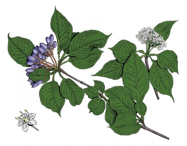 Illustration of nannyberry leaves, flowers, fruits.