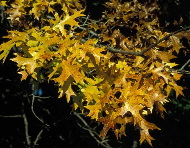 Pin oak branch with yellowish autumn leaves