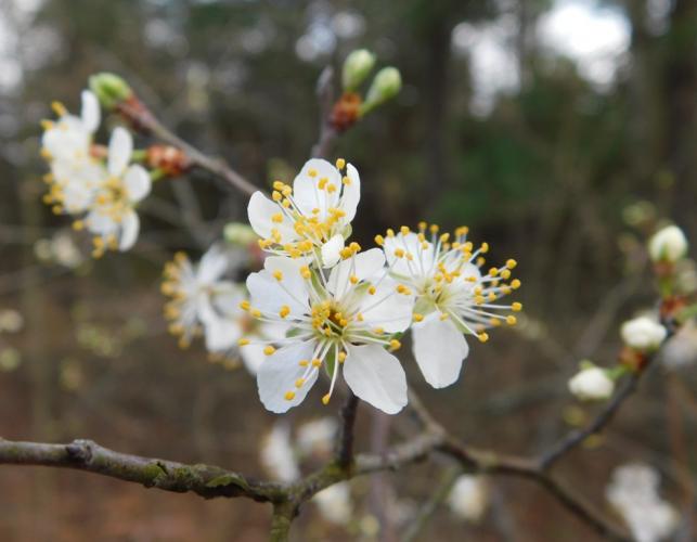 Cluster of wild plum blossoms on a twig