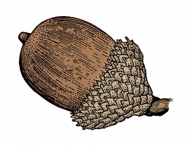 Illustration of black oak acorn.