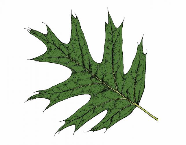 Illustration of northern red oak leaf.