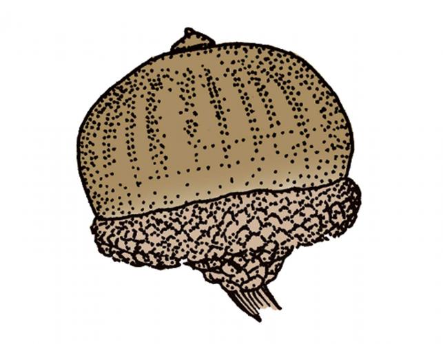 Illustration of pin oak acorn.