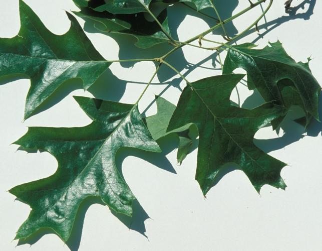 Image of a cherrybark oak leaf