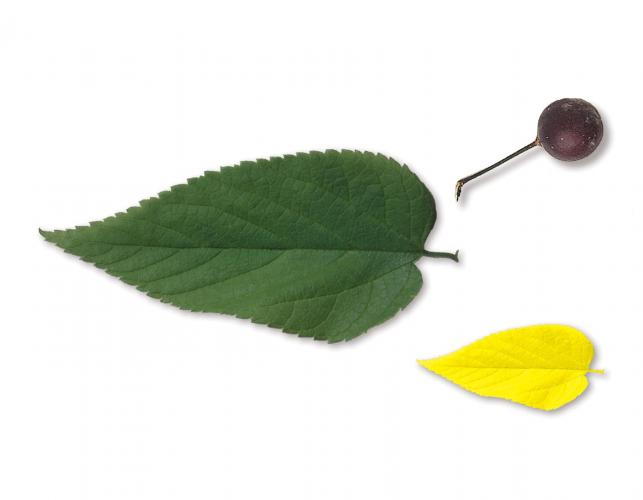 Image of a hackberry leaves and fruit