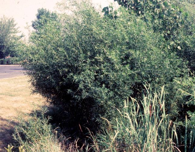 sandbar willow