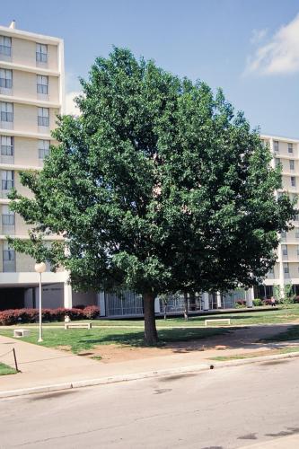 Photo of Shumard oak growing near a large building.