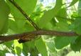 A female periodical cicada cutting slits along a tree branch