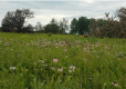 Field with native plants and wildflowers