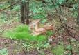 Two fawns lying on forest floor