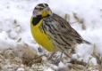 The Eastern meadowlark on the winter ground.
