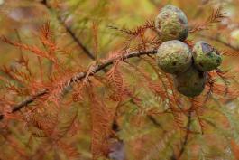 Bald cypress leaves and cones in fall color
