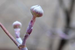 Flowering dogwood flower bud and twig in winter