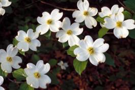 A cluster of white dogwood flowers. 
